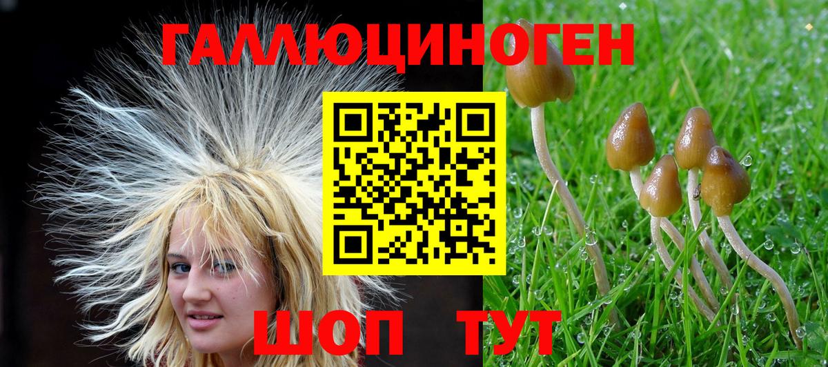 Псилоцибиновые грибы Cubensis Северск